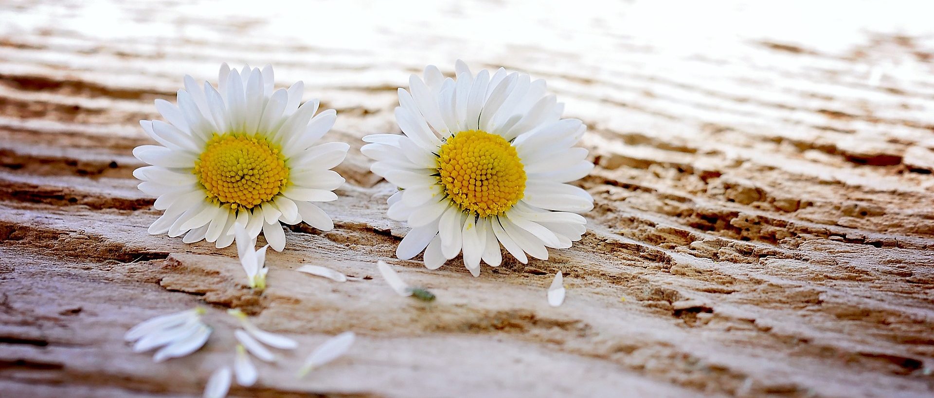 上位のライバルサイトを参考にする